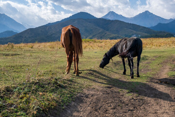 horses in the mountains