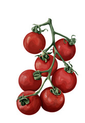 Vine tomatoes isolated on white background