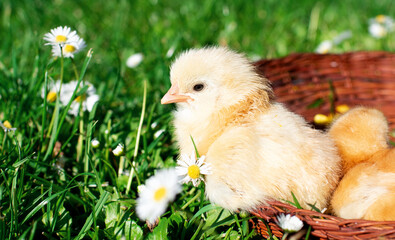 Young chicken with blonde feathers in a brown basket on a background of blurred green grass
