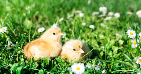 Young two chickens with light feathers on a background of blurred green grass and white flowers