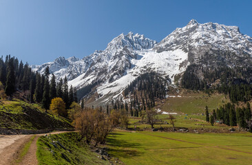 Fototapeta na wymiar alpine meadow with backdrop of snow clad mountain peak in Sonmarg, Kashmir, India