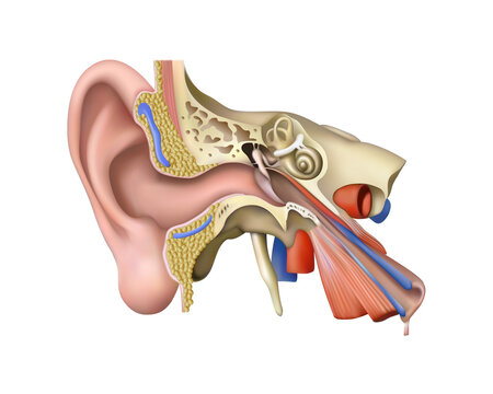 Human anatomy. Structural diagram of the ear on a white background. Vector 3D illustration