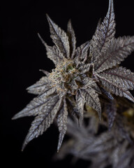 Fresh harvested cannabis plants, bugs, flowers, leaves. Photographed in studio with a black background.
