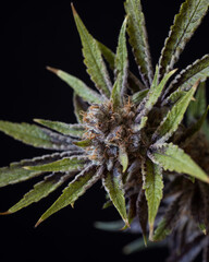 Naklejka na ściany i meble Fresh harvested cannabis buds and flowers. MArijuana plant with neutral light background