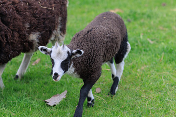 Goats and rams in the zoo on a summer day