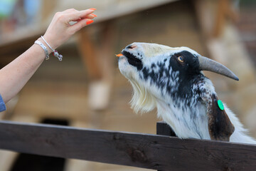 Goats and rams in the zoo on a summer day