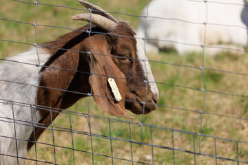 Goats and rams in the zoo on a summer day