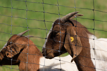 Goats and rams in the zoo on a summer day
