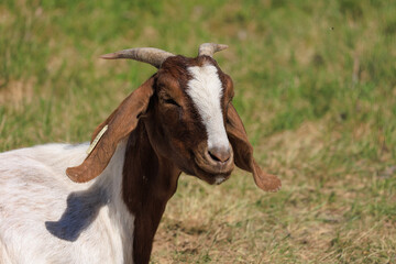 Goats and rams in the zoo on a summer day