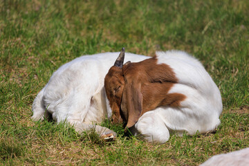 Goats and rams in the zoo on a summer day