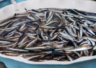 detail of anchovies at marke