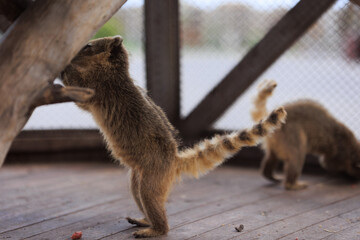Small animals raccoon Nasua coati in an aviary