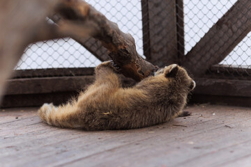 Small animals raccoon Nasua coati in an aviary