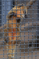 Small animals raccoon Nasua coati in an aviary