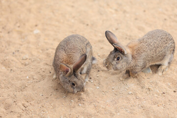 Gray brown Rabbit bunny on the sand in a paddock on a summer day