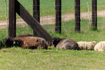 Rams, sheep and goats at the zoo on a summer day