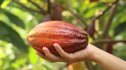 Ripe red orange yellow cocoa pod held by a young asian hand in farm. Cacao pod (Theobroma cacao L.)...