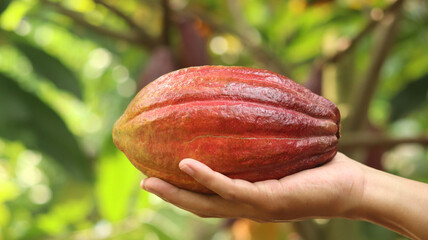 Ripe red orange yellow cocoa pod held by a young asian hand in farm. Cacao pod (Theobroma cacao L.)...