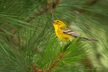 Yellow Bird Singing in a Pine Tree (Pine Warbler) (Setophaga pinus)