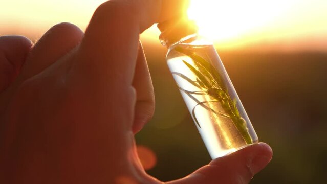  A bottle with essential oil and a plant inside in hands, close-up. Concept: alternative medicine, youth elixir, natural cosmetics