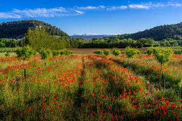 Paysage campagne 1297