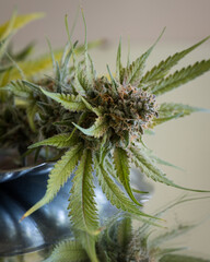 Fresh harvested cannabis buds and flowers. MArijuana plant with neutral light background