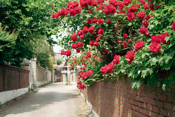 Fototapeta na wymiar Yeonhui-dong street with red rose flowers in Seoul, Korea