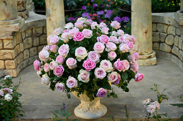 Beautiful Pink Rose Flowers blooming in Garden