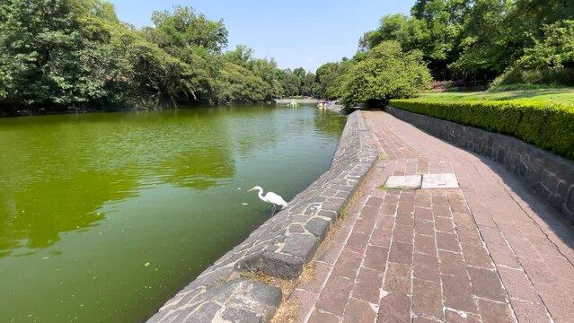 heron searching for food in the polluted chapultepec lake of mexico city