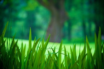 grass in the welsh countryside