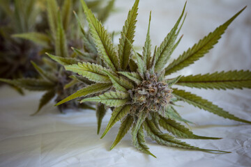 Fresh harvested cannabis buds and flowers. MArijuana plant with neutral light background