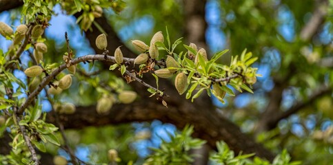 Almond Tree with fruits