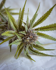 Fresh harvested cannabis buds and flowers. MArijuana plant with neutral light background