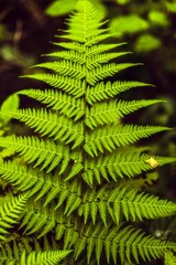 fern leaf in the forest