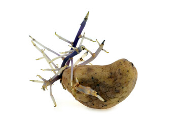 Pomme de terre germée en gros plan sur fond blanc