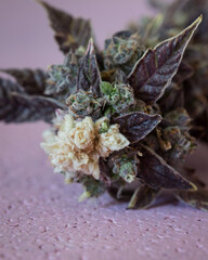 Fresh harvested cannabis buds and flowers. MArijuana plant with neutral light background