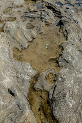 l'estran, flaques d'eau sur un rocher