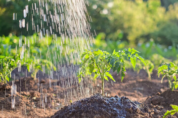 Watering tomato growing in fertile soil in the garden. Farmer pouring water from watering can on...