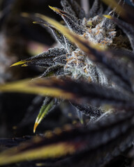 Fresh harvested cannabis plants, bugs, flowers, leaves. Photographed in studio with a black background.