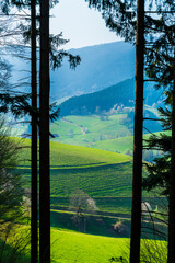 Germany, Black forest tourism destination view between old tree trunks above green pastures and...