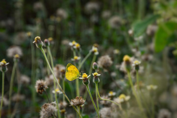 yellow flowers in the grass
