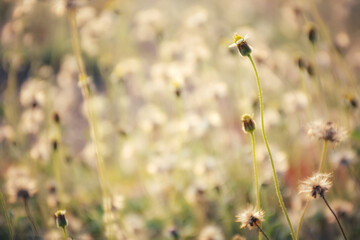 field of poppies