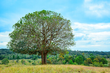 Fototapeta premium tree in the field