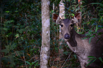 Fototapeta premium deer in the forest