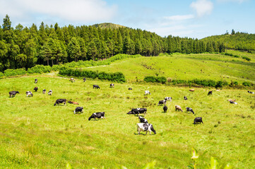 Obraz premium Juicy green pasture with a lot of black-white and brown cows near the forest, against a blue sky with clouds