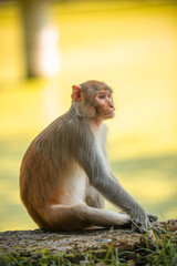 Obraz premium Monkey Sitting On Concrete ground.