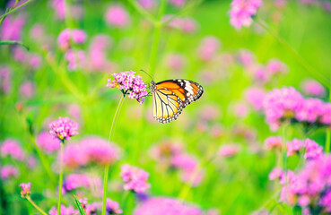 butterfly on a flower