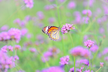 butterfly on a flower