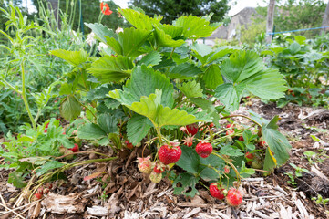Cultiver ses propres fraises au potager : fraisier et grosses fraises bien rouges - 510025152