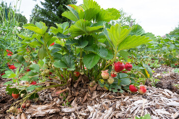 Cultiver ses propres fraises au potager : fraisier et grosses fraises bien rouges - 510025185